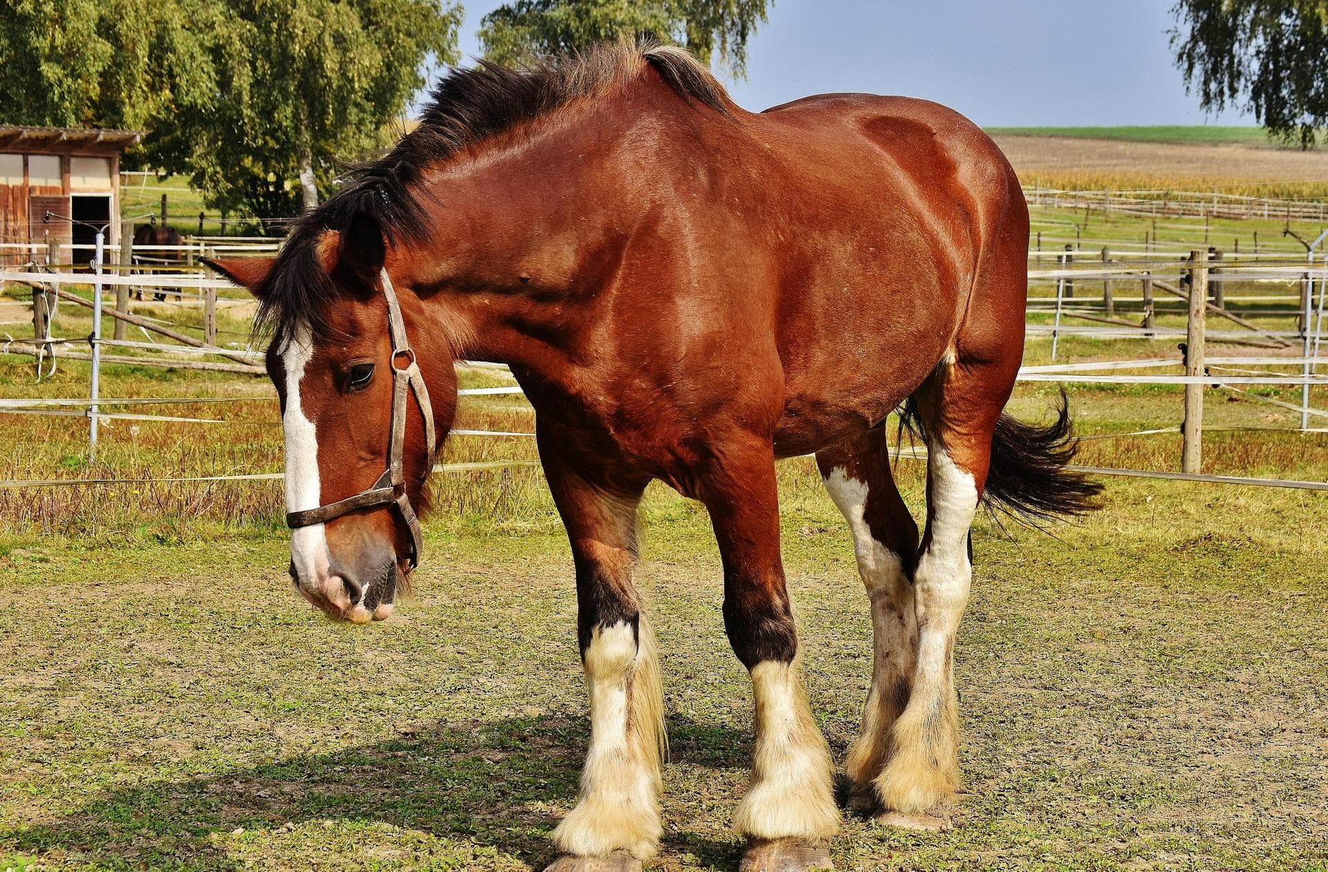 Specialist Vets in Gilbert